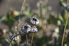 Grindelia chiloensis