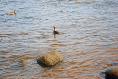 Podiceps cristatus