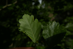 Phyllocoptes goniothorax