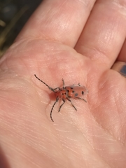 Tetraopes annulatus