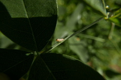 Livilla variegata