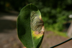 Leucoptera laburnella