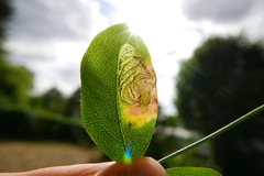 Leucoptera laburnella