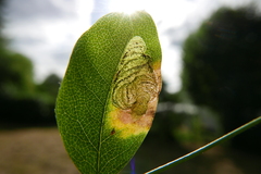 Leucoptera laburnella