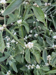 Alternanthera