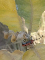 Tetraopes annulatus