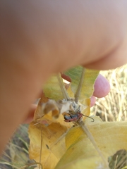 Tetraopes annulatus