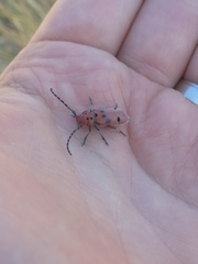 Tetraopes annulatus