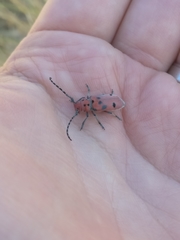Tetraopes annulatus