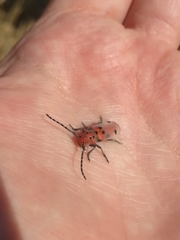 Tetraopes annulatus