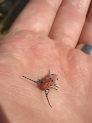 Tetraopes annulatus