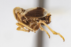 Unkanodes albifascia