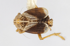 Unkanodes albifascia