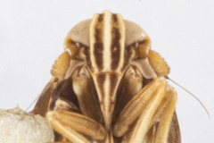 Unkanodes albifascia