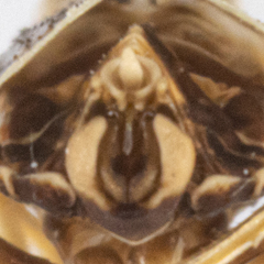 Unkanodes albifascia