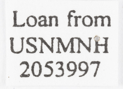 Unkanodes albifascia