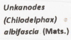 Unkanodes albifascia