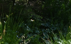 Anthocharis cardamines