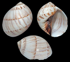 Mammilla simiae