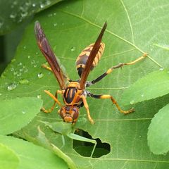 Polistes jokahamae