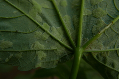 Aceria pseudoplatani