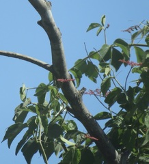 Combretum fruticosum