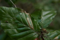 Stigmella hemargyrella