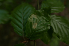 Stigmella hemargyrella