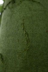 Zimmermannia liebwerdella