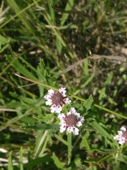 Phyla cuneifolia