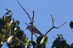 Myiodynastes luteiventris
