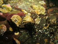 Puncturella cucullata