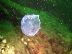 Aequorea victoria