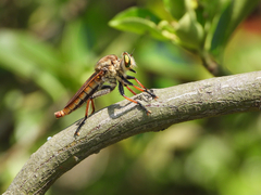 Cophinopoda chinensis