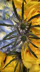 Eryngium amethystinum