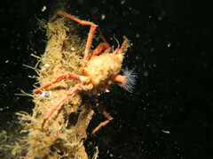 Chorilia longipes