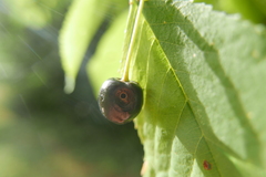 Anthonomus rectirostris