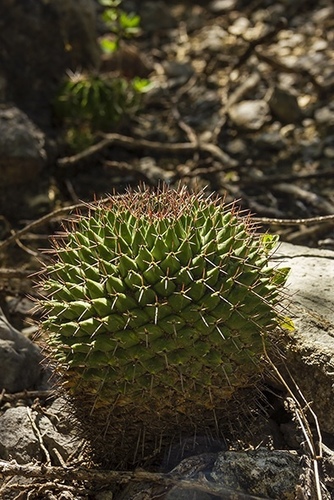 Mammillaria carnea