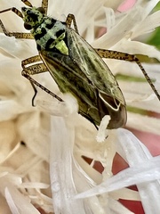 Oncotylus viridiflavus