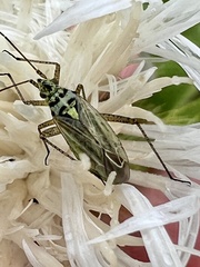 Oncotylus viridiflavus