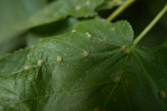 Eriophyes exilis