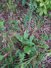 Echinacea laevigata