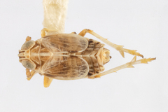 Unkanodes albifascia