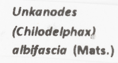 Unkanodes albifascia