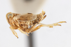 Unkanodes albifascia