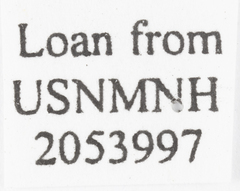 Unkanodes albifascia