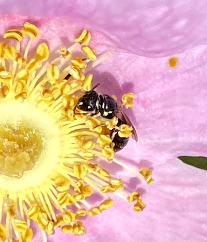 iNaturalist observation photo of Masked Bees
