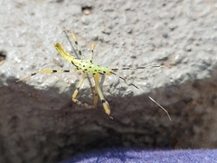 Armillatus