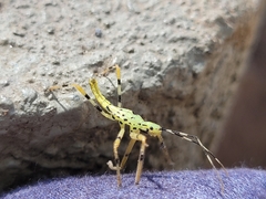Armillatus