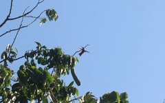 Anthracothorax prevostii